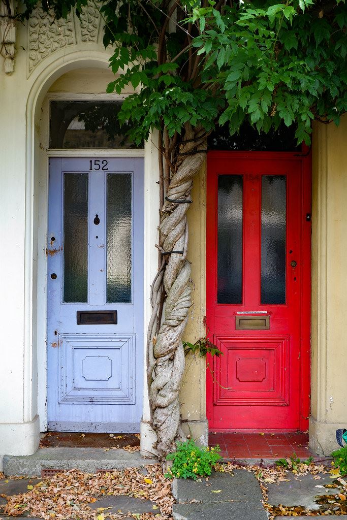 Two painted front doors of a Victorian terrace house, with a leafy street tree between them